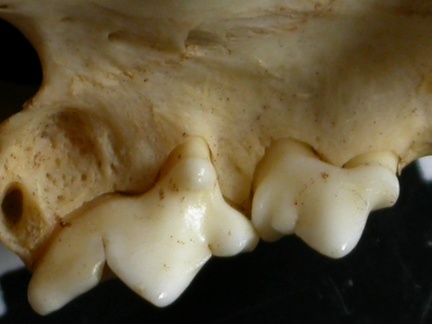 Dentition supérieure (12835 visites) Lynx caracal - AdulteCollection : Département d'Ostéologie du Musée National du Kenya, Nairobi (I... Dentition supérieure