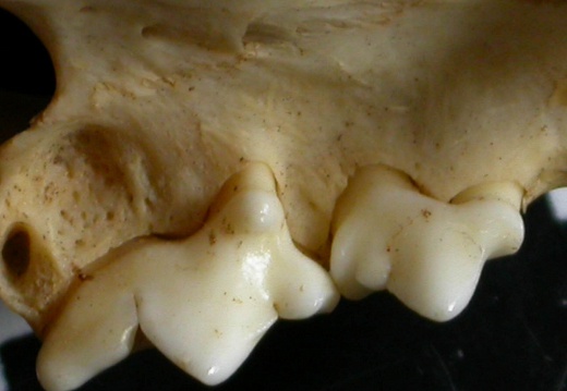 Dentition supérieure (12833 visites) Lynx caracal - AdulteCollection : Département d'Ostéologie du Musée National du Kenya, Nairobi (I... Dentition supérieure