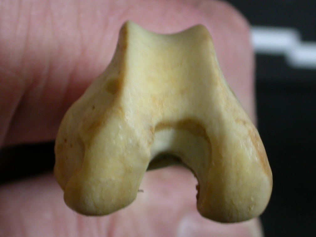 Femur: distal part (16014 visits) Lynx caracal - Adult - Right elementCollection: Department d'Osteology of National Museum of Kenya, ... Femur: distal part