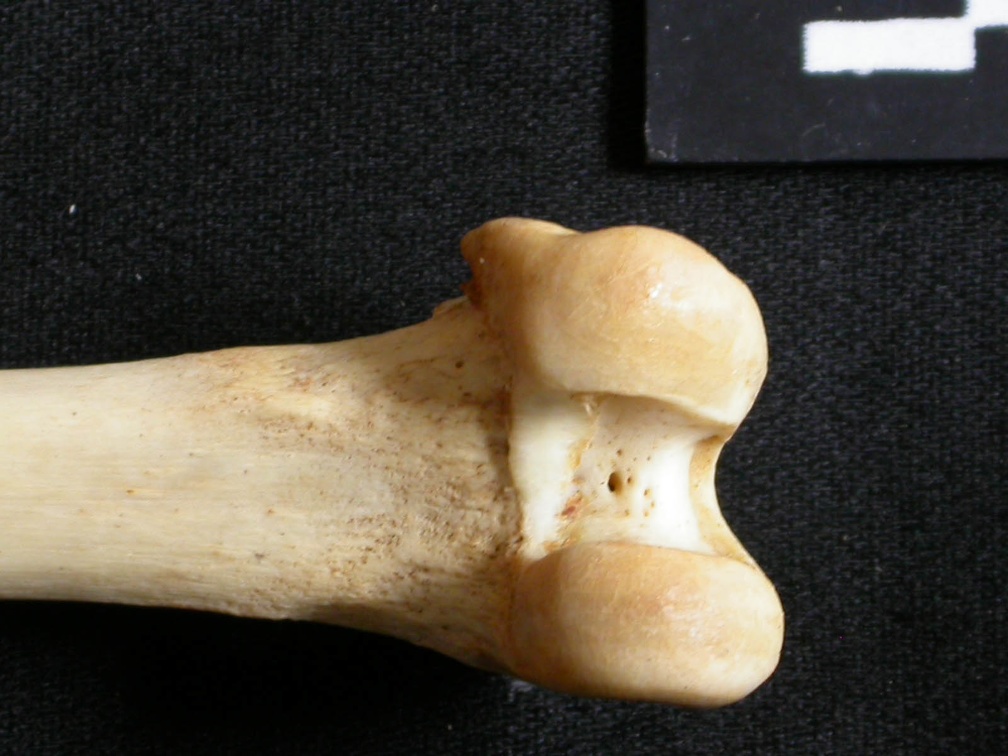 Femur: distal part (15259 visits) Lynx caracal - Adult - Right elementCollection: Department d'Osteology of National Museum of Kenya, ... Femur: distal part