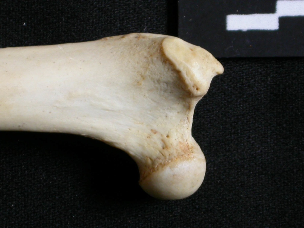 Femur: proximale part (13930 visits) Lynx caracal - Adult - Right elementCollection: Department d'Osteology of National Museum of Kenya, ... Femur: proximale part