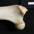 Fémur : parte proximal (14091 visitas) Lynx caracal - Adulto - Elemento derechoColección : Departamento d'Osteología del Museo Nacional d... Fémur : parte proximal