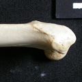 Femur: proximale part