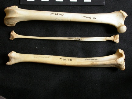 Fémur, tibia et fibula (16610 visites) Lynx caracal - Adulte - Éléments droitsCollection : Département d'Ostéologie du Musée National ... Fémur, tibia et fibula