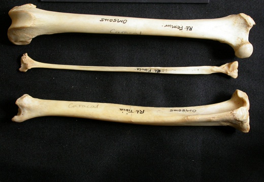  Femur, tibia and fibula