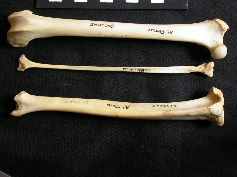 Fémur, tibia et fibula (16594 visites) Lynx caracal - Adulte - Éléments droitsCollection : Département d'Ostéologie du Musée National ... Fémur, tibia et fibula