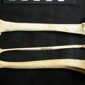 Fémur, tibia et fibula (16153 visites) Lynx caracal - Adulte - Éléments droitsCollection : Département d'Ostéologie du Musée National ... Fémur, tibia et fibula