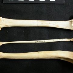 Fémur, tibia et fibula (15964 visites) Lynx caracal - Adulte - Éléments droitsCollection : Département d'Ostéologie du Musée National ... Fémur, tibia et fibula
