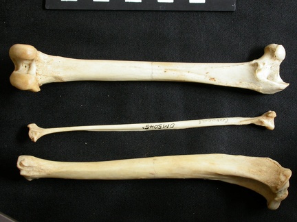 Fémur, tibia et fibula (15964 visites) Lynx caracal - Adulte - Éléments droitsCollection : Département d'Ostéologie du Musée National ... Fémur, tibia et fibula
