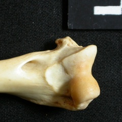 Humerus: distal part (14475 visits) Lynx caracal - Adult - Right elementCollection: Department d'Osteology of National Museum of Kenya, ... Humerus: distal part