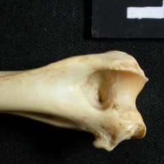 Humerus: distal part (13756 visits) Lynx caracal - Adult - Right elementCollection: Department d'Osteology of National Museum of Kenya, ... Humerus: distal part