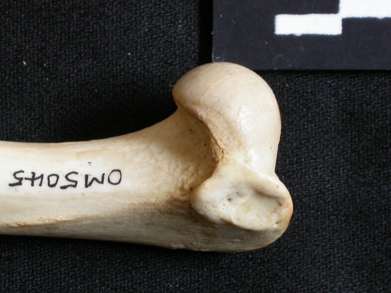 Humerus: proximale part (13960 visits) Lynx caracal - Adult - Right elementCollection: Department d'Osteology of National Museum of Kenya, ... Humerus: proximale part
