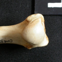 Humerus: proximale part (14534 visits) Lynx caracal - Adult - Right elementCollection: Department d'Osteology of National Museum of Kenya, ... Humerus: proximale part