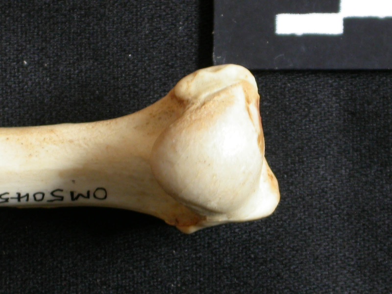 Humerus: proximale part (14537 visits) Lynx caracal - Adult - Right elementCollection: Department d'Osteology of National Museum of Kenya, ... Humerus: proximale part