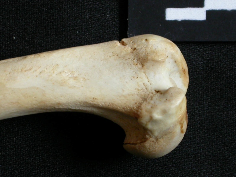 Humerus: proximale part (14486 visits) Lynx caracal - Adult - Right elementCollection: Department d'Osteology of National Museum of Kenya, ... Humerus: proximale part