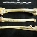 Humérus, radius et ulna (19086 visites) Lynx caracal - Adulte - Éléments droitsCollection : Département d'Ostéologie du Musée National ... Humérus, radius et ulna
