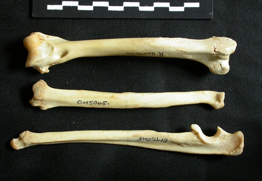 Humerus,radius and ulna