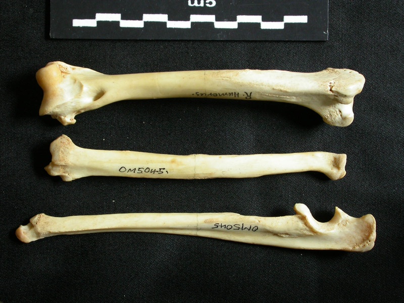 Humérus, radius et ulna (19168 visites) Lynx caracal - Adulte - Éléments droitsCollection : Département d'Ostéologie du Musée National ... Humérus, radius et ulna