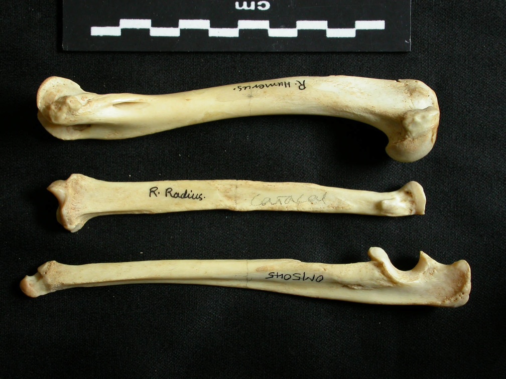 Humérus, radius et ulna (19757 visites) Lynx caracal - Adulte - Éléments droitsCollection : Département d'Ostéologie du Musée National ... Humérus, radius et ulna