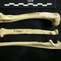 Humérus, radius et ulna (19680 visites) Lynx caracal - Adulte - Éléments droitsCollection : Département d'Ostéologie du Musée National ... Humérus, radius et ulna
