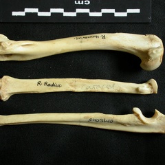 Humérus, radius et ulna (19689 visites) Lynx caracal - Adulte - Éléments droitsCollection : Département d'Ostéologie du Musée National ... Humérus, radius et ulna