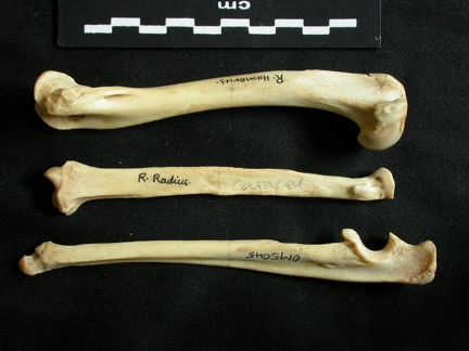 Humerus,radius and ulna