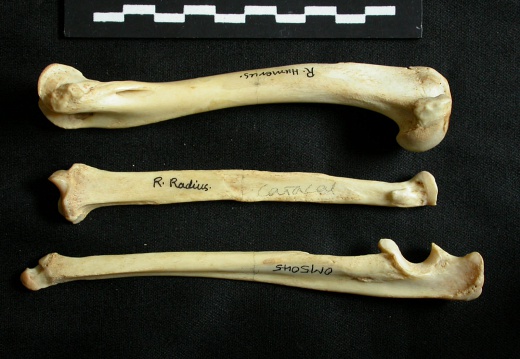 Humerus,radius and ulna