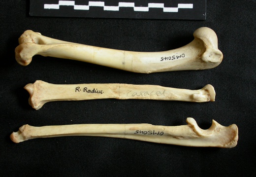 Humerus,radius and ulna