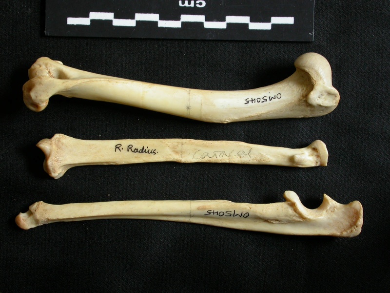 Humérus, radius et ulna (18954 visites) Lynx caracal - Adulte - Éléments droitsCollection : Département d'Ostéologie du Musée National ... Humérus, radius et ulna