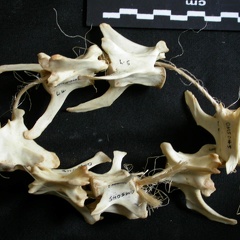Lumbar vertebrae (18304 visits) Lynx caracal - AdultCollection: Department d'Osteology of National Museum of Kenya, Nairobi (Id:OM50... Lumbar vertebrae