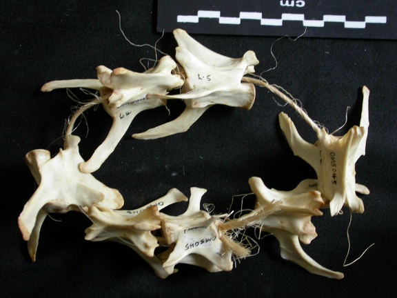Vertèbres lombaires (18563 visites) Lynx caracal - AdulteCollection : Département d'Ostéologie du Musée National du Kenya, Nairobi (I... Vertèbres lombaires