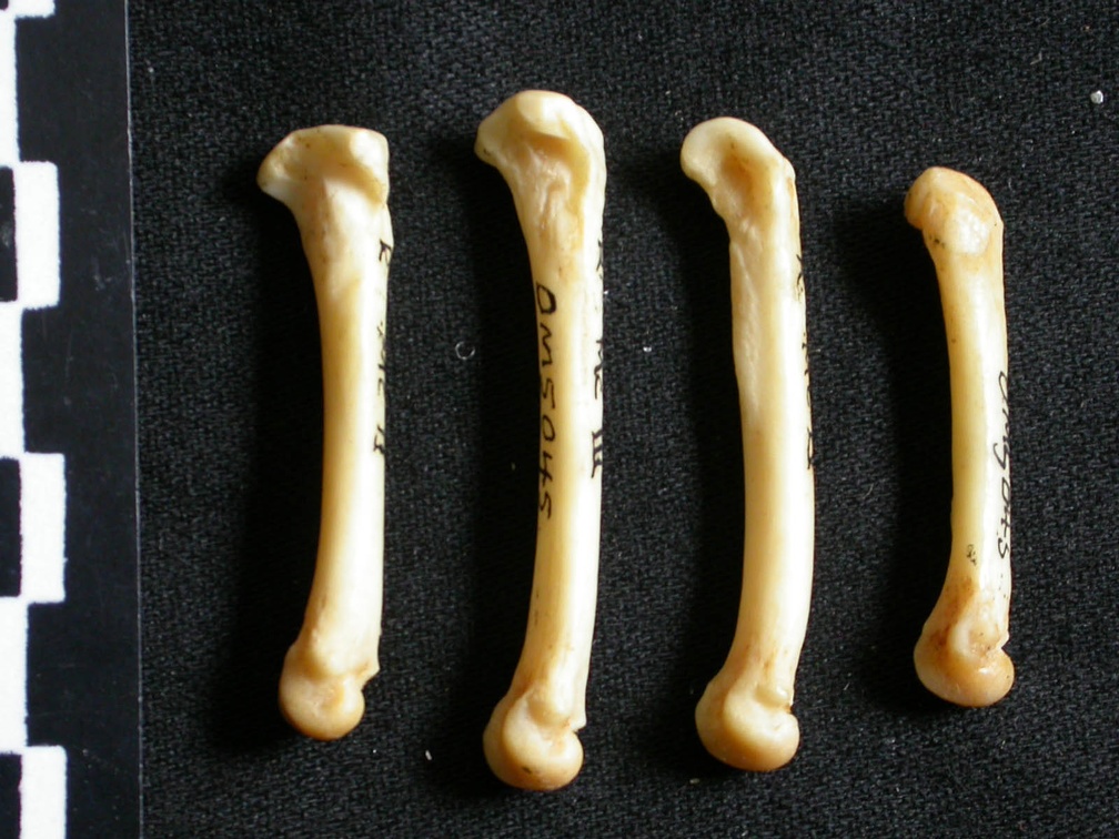 Metacarpals