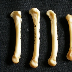 Metacarpals