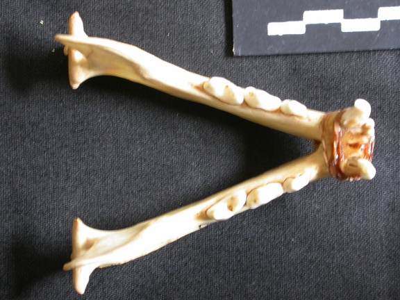 Mandibules (12566 visites) Lynx caracal - AdulteCollection : Département d'Ostéologie du Musée National du Kenya, Nairobi (I... Mandibules