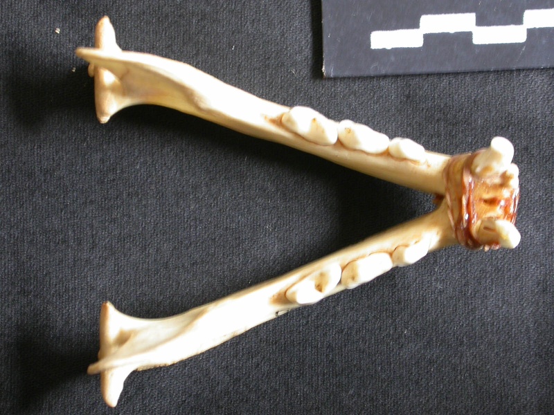 Mandibules (12486 visites) Lynx caracal - AdulteCollection : Département d'Ostéologie du Musée National du Kenya, Nairobi (I... Mandibules