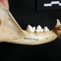 Mandibule (12911 visites) Lynx caracal - Adulte - Élément droitCollection : Département d'Ostéologie du Musée National du... Mandibule