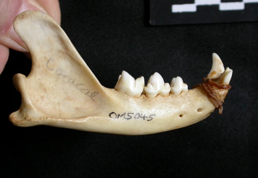 Mandible