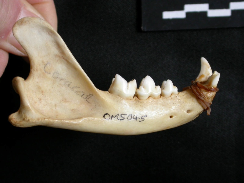 Mandibule (12884 visites) Lynx caracal - Adulte - Élément droitCollection : Département d'Ostéologie du Musée National du... Mandibule