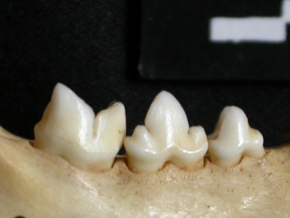 Dentition inférieure (13153 visites) Lynx caracal - Adulte - Élément droitCollection : Département d'Ostéologie du Musée National du... Dentition inférieure