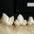 Dentition inférieure (13156 visites) Lynx caracal - Adulte - Élément droitCollection : Département d'Ostéologie du Musée National du... Dentition inférieure