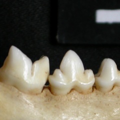 Dentition inférieure (13176 visites) Lynx caracal - Adulte - Élément droitCollection : Département d'Ostéologie du Musée National du... Dentition inférieure