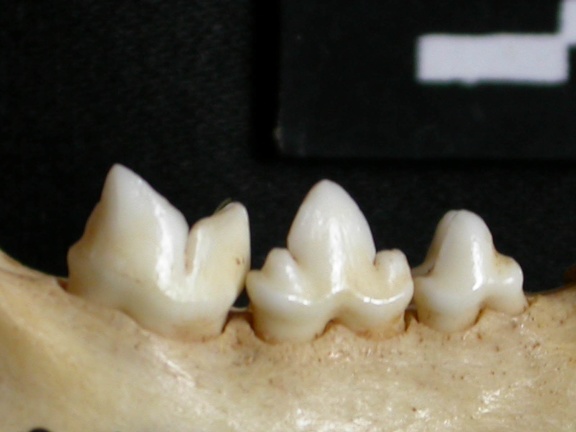 Dentition inférieure (13229 visites) Lynx caracal - Adulte - Élément droitCollection : Département d'Ostéologie du Musée National du... Dentition inférieure