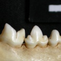 Lc-Md3.jpg