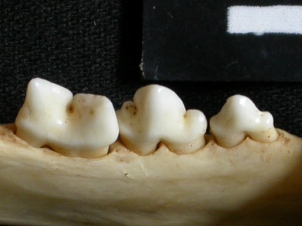 Dentición inferior (12807 visitas) Lynx caracal - Adulto - Elemento derechoColección : Departamento d'Osteología del Museo Nacional d... Dentición inferior