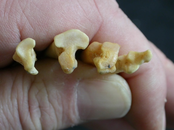 Metatarsals: proximale part (17753 visits) Lynx caracal - Adult - Right elementsCollection: Department d'Osteology of National Museum of Kenya,... Metatarsals: proximale part