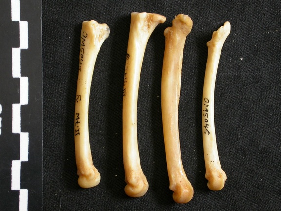 Métatarsiens (15086 visites) Lynx caracal - Adulte - Éléments droitsCollection : Département d'Ostéologie du Musée National ... Métatarsiens