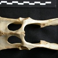 Pelvis (15090 visites) Lynx caracal - AdulteCollection : Département d'Ostéologie du Musée National du Kenya, Nairobi (I... Pelvis