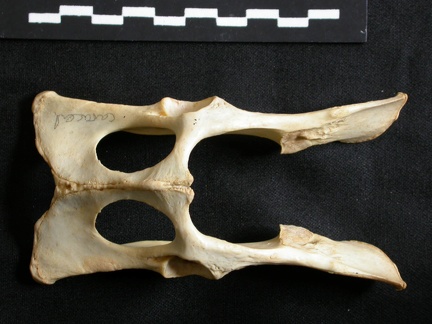 Pelvis (15119 visits) Lynx caracal - AdultCollection: Department d'Osteology of National Museum of Kenya, Nairobi (Id:OM50... Pelvis