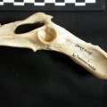 Coxal (16586 visites) Lynx caracal - Adulte - Élément gaucheCollection : Département d'Ostéologie du Musée National d... Coxal