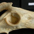Coxal : acétabulum (16523 visites) Lynx caracal - Adulte - Élément gaucheCollection : Département d'Ostéologie du Musée National d... Coxal : acétabulum